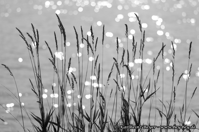 B16_IMGP0568_sw.jpg