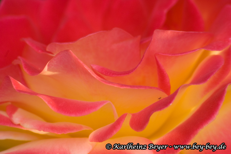 B16 IMGP8174 (1).jpg